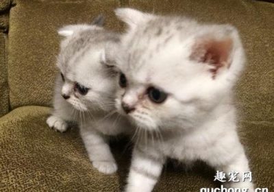 猫咪眼屎为何呈黄色且粘稠？缩略图