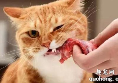 为何猫咪食用生肉常致呕吐？生肉消化难题缩略图