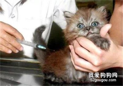 为七八月龄的猫接种疫苗时应注意什么？缩略图