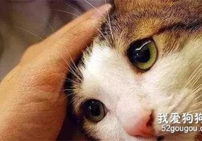 为何猫主子常于深夜求铲屎官抚摸头部？缩略图