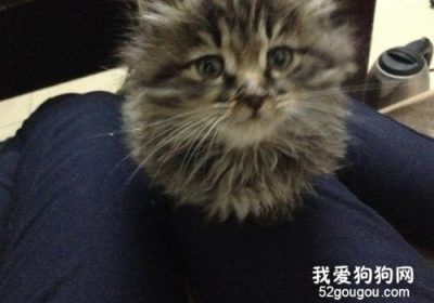 狸花猫长毛是否罕见 这类猫咪品质如何缩略图