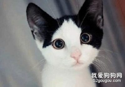 掌握奶牛猫性格特点的关键要素缩略图