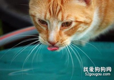 猫适合喝温水吗？适宜的水温对它们更为重要缩略图