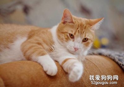 猫咪发出呼噜声的含义：不只是在睡觉时才会发生！缩略图