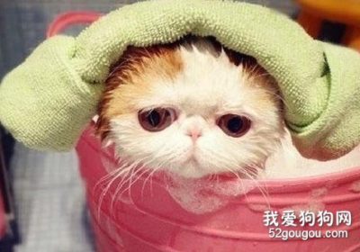 猫咪洗澡须知有哪些？缩略图