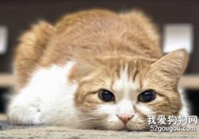 如何防止猫儿在床上小便，并检查是否存在健康问题？缩略图