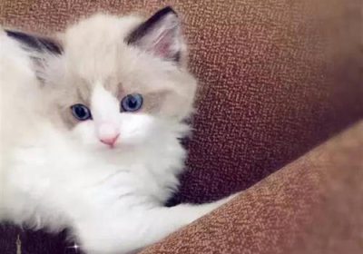 掌握这三招，有效避免猫咪床上排泄问题缩略图