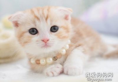 公猫与母猫在发情时的行为表现有何差异？缩略图