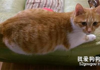 在猫咪孕期应关注哪些事项？缩略图