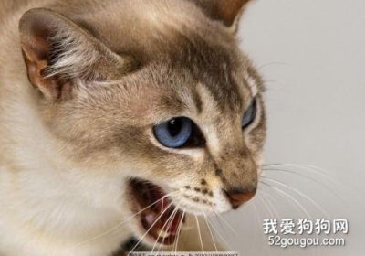 猫摄取牛肉的益处缩略图