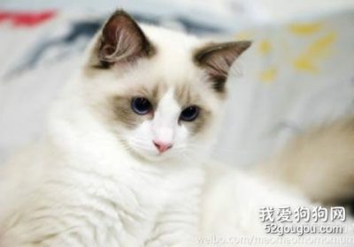 猫呕吐并拒食的自愈可能性和应对措施缩略图