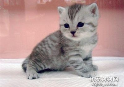 猫吐白沫的原因分析，是否为猫瘟引起？缩略图