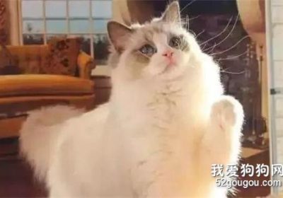 当猫咪展现出以下5种行为时，它可能并不喜欢你，甚至可能对你感到厌恶。缩略图