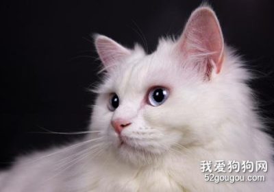 土耳其安哥拉猫的饲养难度如何？缩略图