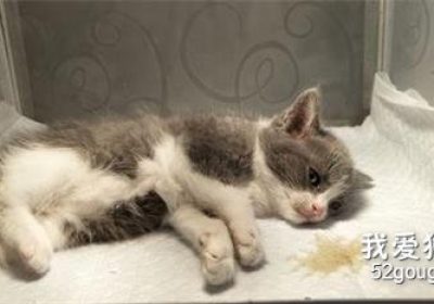 何为星期猫？缩略图