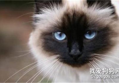 伯曼猫的养护指南和注意事项缩略图