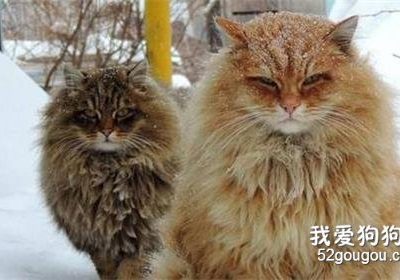 西伯利亚森林猫的食物需求缩略图
