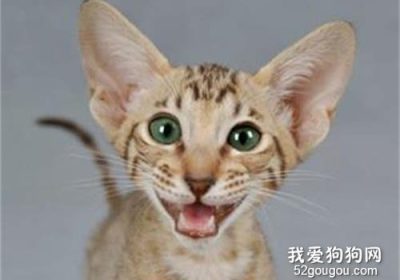 东方短毛猫的性格表现：嫉妒心明显的特征缩略图