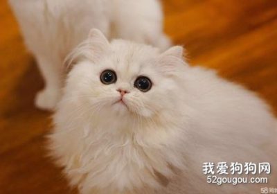 金吉拉猫的美容技巧与步骤缩略图