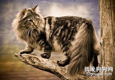 挪威森林猫的饮食注意事项缩略图