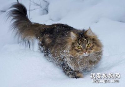 如何高效地照顾挪威森林猫：饲养指南与注意事项缩略图