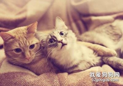 如何有效减轻猫咪的发情症状？缩略图