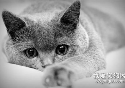猫咪流产应对措施有哪些？缩略图