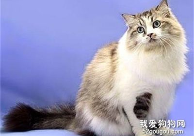 褴褛猫的性格特征解析缩略图