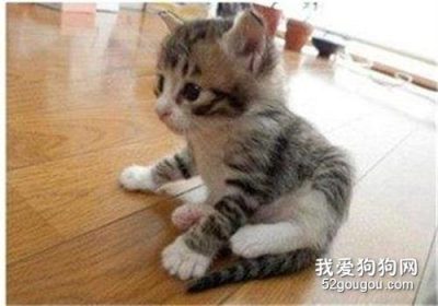 褴褛幼猫的饮食禁忌与喂养指南缩略图