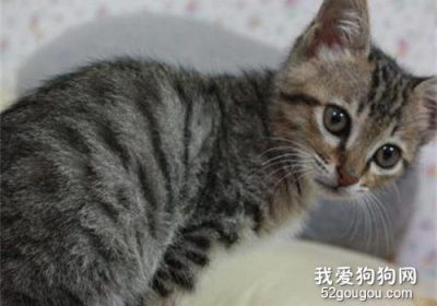 饲养中国狸花猫的注意事项缩略图