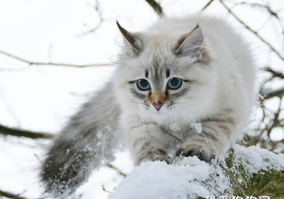 如何治疗西伯利亚猫的猫癣问题?缩略图