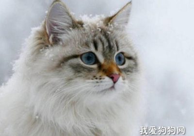 西伯利亚猫肾脏衰竭应对策略 猫咪肾功能衰竭成因解析缩略图