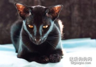 如何治疗东方短毛猫的猫瘟病症?缩略图