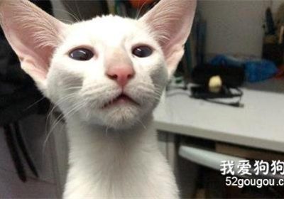 东方短毛猫贫血的迹象有哪些？缩略图