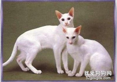 如何有效预防东方短毛猫感染弓形虫病？缩略图