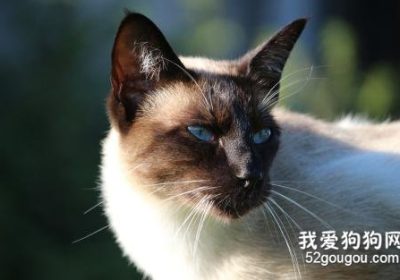 养暹罗猫的益处有哪些？缩略图