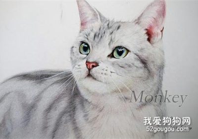 美短猫脱毛现象与毛发管理指南缩略图