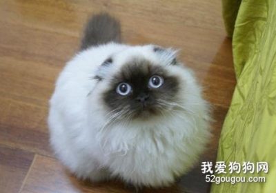 如何正确照料喜马拉雅猫缩略图