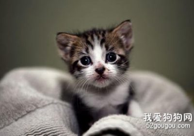 小猫吃鱼是否适宜？缩略图