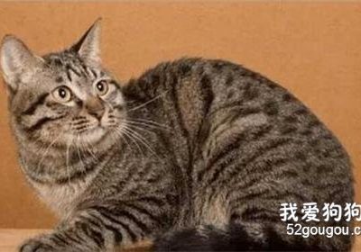 如何为中国的狸花猫进行洗澡流程？缩略图