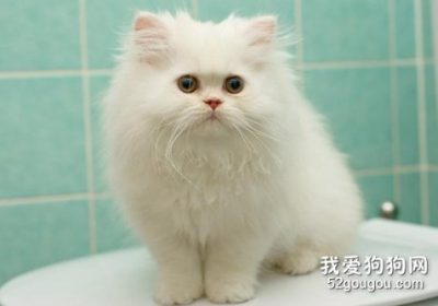 波斯猫如何进行毛发护理缩略图
