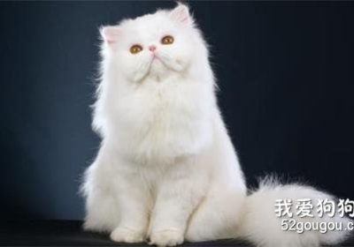 如何正确喂养波斯猫？缩略图