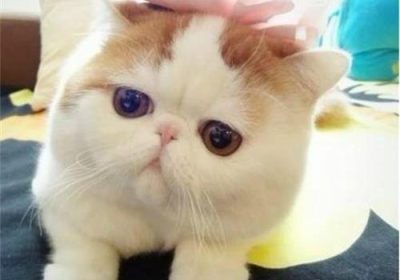 如何为加菲猫进行洗澡步骤缩略图