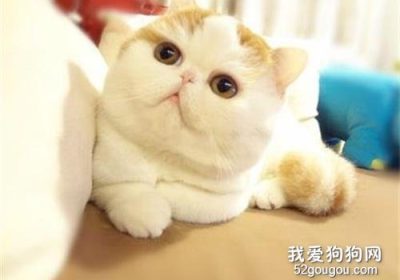 加菲猫增肥指南缩略图