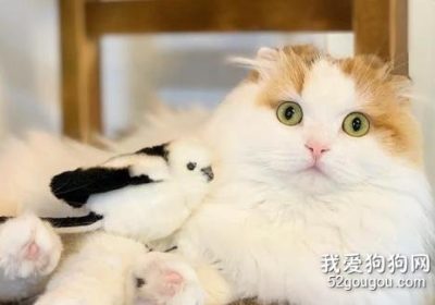 猫咪分娩后的护理须知有哪些缩略图
