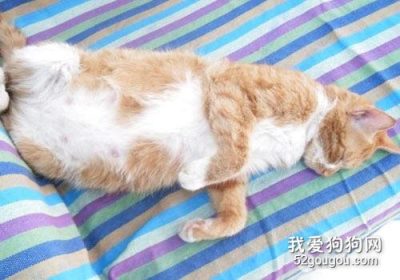 猫咪临盆前的征兆有哪些？缩略图