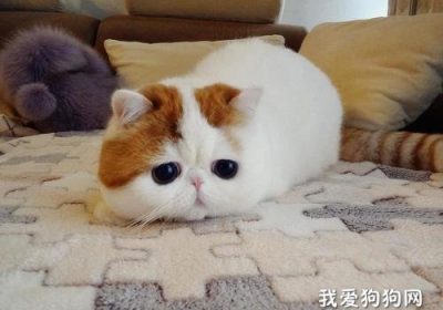 猫咪分娩后出血的处理措施？缩略图