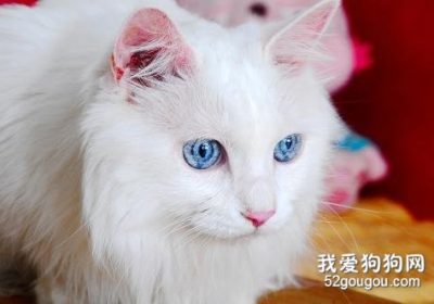 如何正确照顾波斯猫缩略图