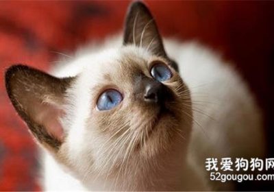 如何照顾暹罗猫？暹罗猫养护指南缩略图