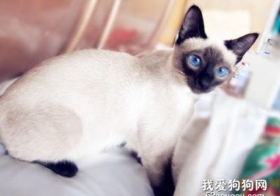 暹罗猫嗜好食物指南缩略图